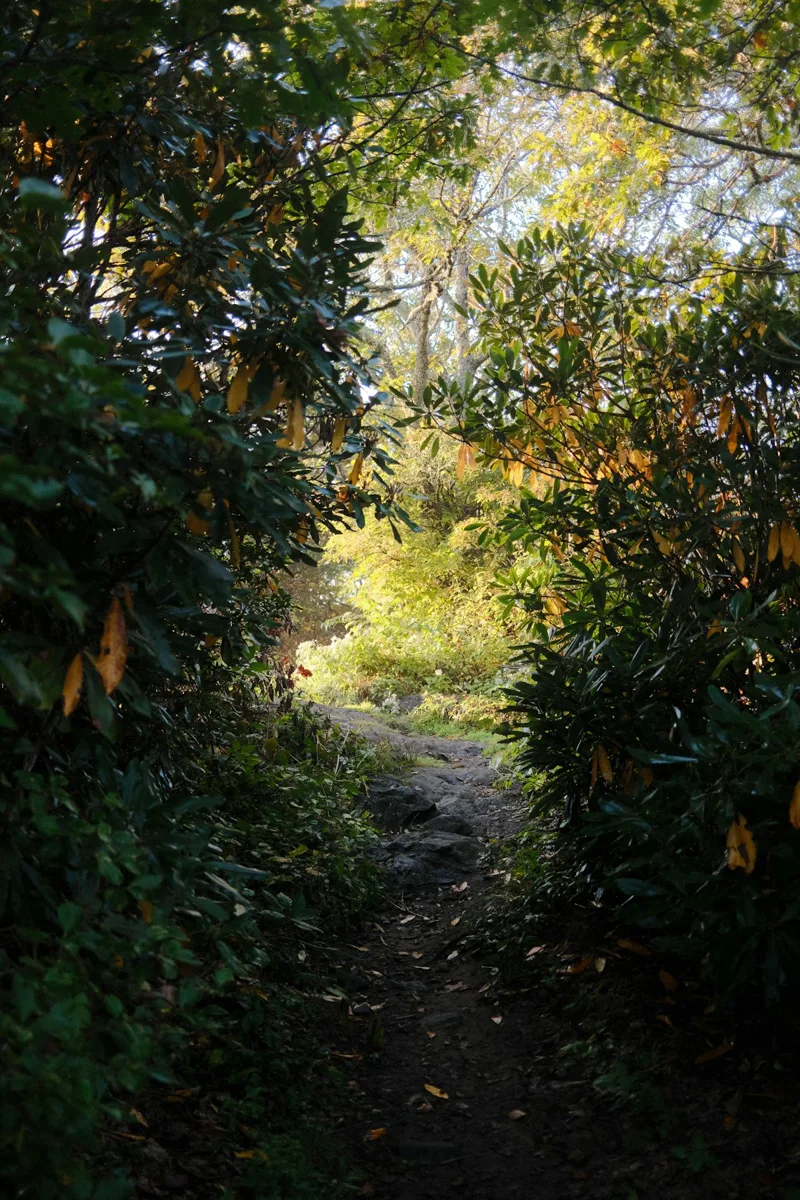 A narrow woodland path surrounded by dense green foliage
