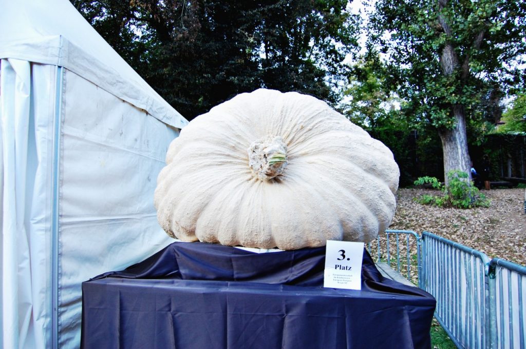 biggestpumpkin
