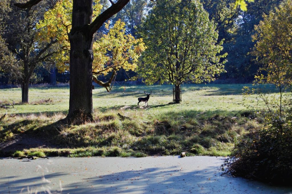 deer_ludwigsburg