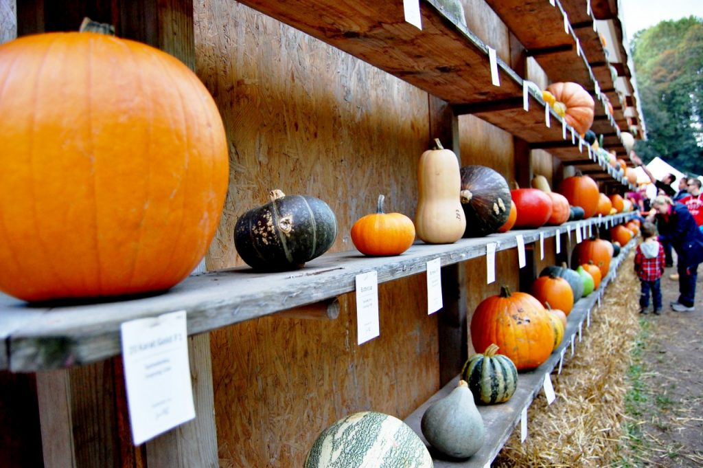 differentkindsofpumpkinsfestival