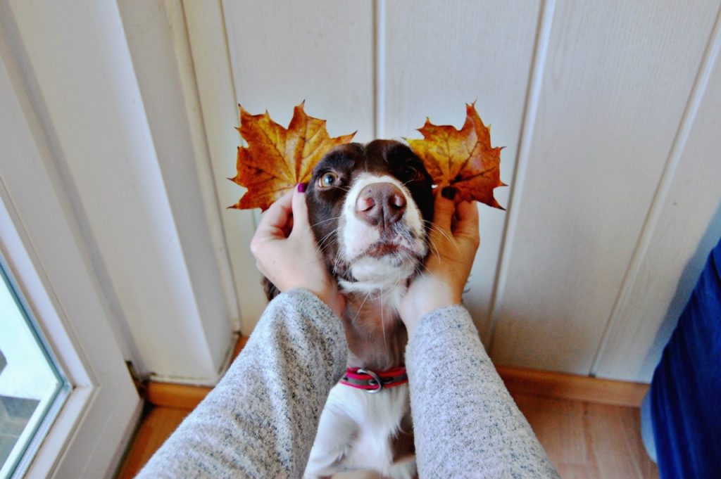 millie_leaf_ears