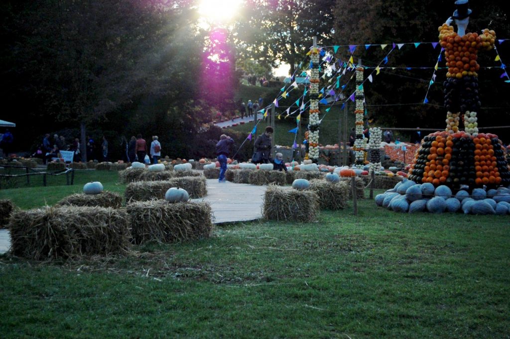 pumpkinsatsunset