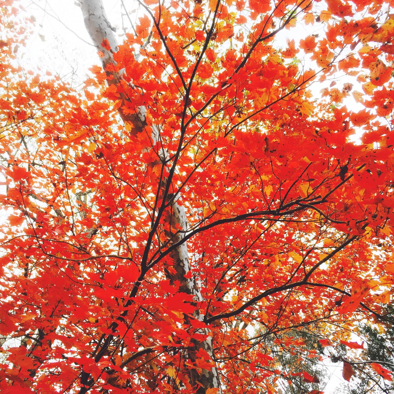 smoky_mountains_fall_foliage