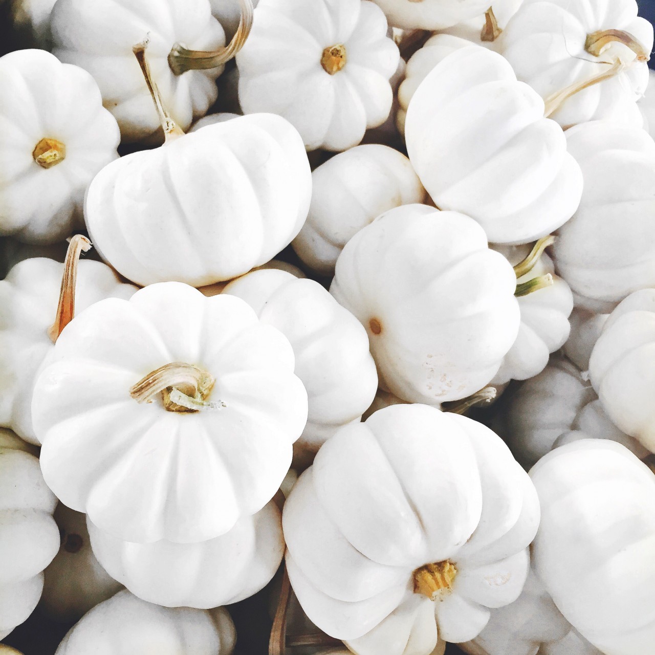 white_pumpkins_fall