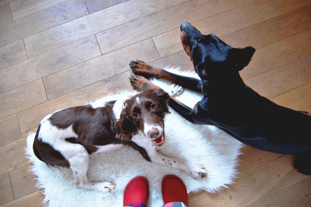 pups-and-shoes
